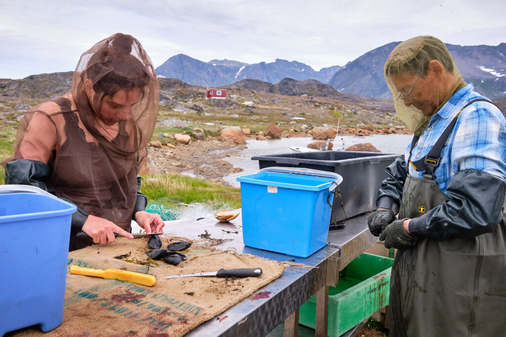 cleaning mussels at Sassannguit - Sisimiut - Greenland