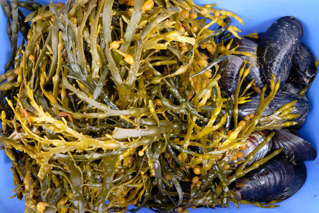 keeping mussels fresh at Sassannguit - Sisimiut - Greenland