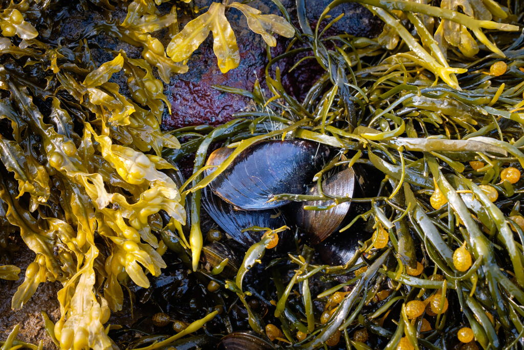 mussels on the rocks at Sassannguit - Sisimiut - Greenland