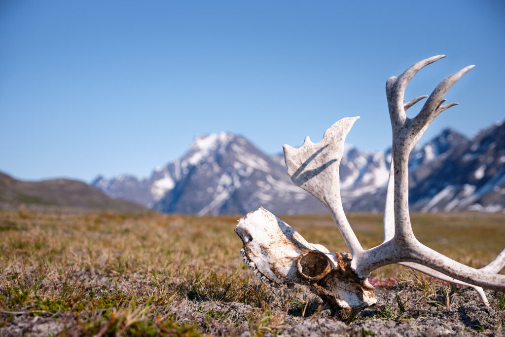 reindeer skull on the hike up the valley from Sassannguit - Sisimiut - Greenland