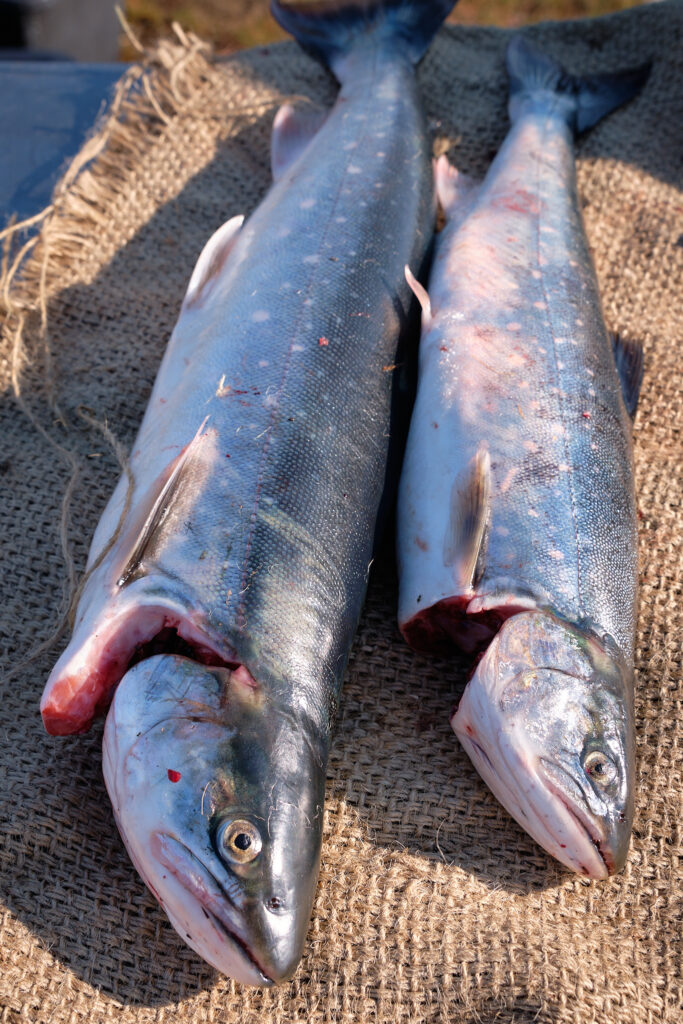 two arctic char caught while fishing at Sassannguit near Sisimiut - Greenland