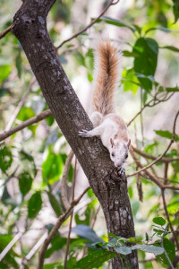 variegated squirrel at la mariposa escuela de espanol