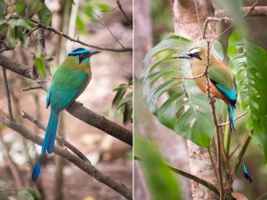 guardabarranco (turquoise browed motmot) vs blue-crowned motmot