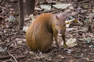 Guatusa (agouti) at La Mariposa Escuela de Espanol