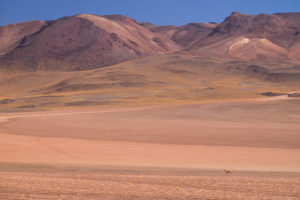 Vicuña - Bolivian Altiplano