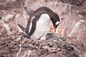 Gentoo Penguin nest and egg - Cuverville Island - Antarctica
