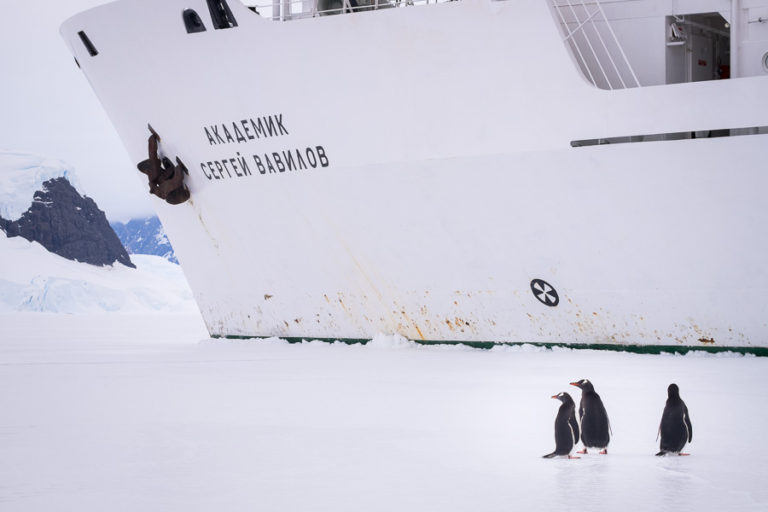 Gentoos and the Vavilov - Wilhelmina Bay - Antarctica