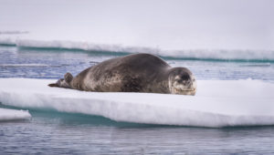 Leopard Seal - Wilhelmina Bay - Antarctica