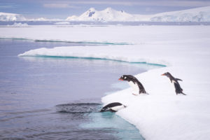 Penguins diving off ice - Wilhelmina Bay - Antarctica