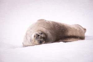 Weddell Seal - Mikkelsen Harbour - Antarctica