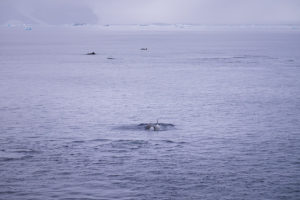Orcas and Minkes - Antarctica