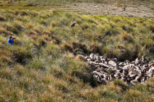 Albatross colony - West Point Island - Falkland Islands