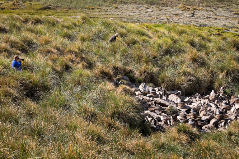 Albatross colony - West Point Island - Falkland Islands