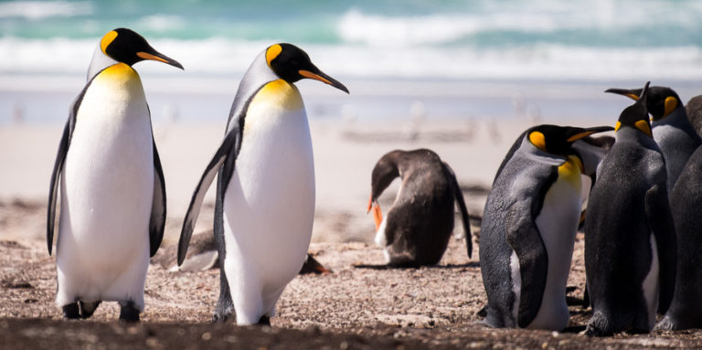 King Penguins - Saunders Island - Falkland Islands