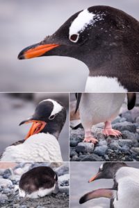 Gentoo Penguin features - Cuverville Island - Antarctica