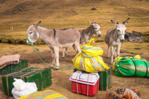 Our donkeys and packing