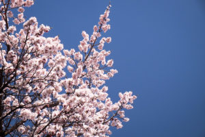 cherry blossoms - Kyrgyzstan