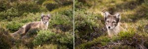 The arctic fox that came to visit our campsite in the Karale Fjord