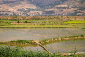 rice paddies - northern Iran