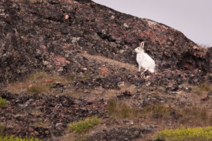 A white Arctic Hare near Tasiusaq, South Greenland