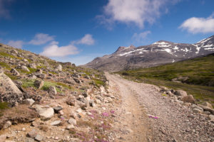 The road is made from pebbles, which make hiking along it very difficult. Near Igaliku in South Greenland