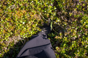 My foot, buried to the ankle in arctic vegetation, on my hike around Narsaq in South Greenland