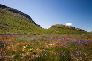 Purple, yellow and red wildflowers in the flower valley near Narsarsuaq. View back up to the pass to the hospital valley on the Glacier hike