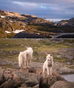 Greenland sled dogs on their chains in front of the Kulusuk Hostel in East Greenland