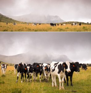 Cows blocking our hiking route to the summit of Volcán Pasochoa near Quito, Ecuador