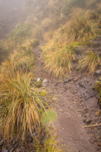 The very muddy and waterlogged trail we were hiking along while descending from the summit Volcán Pasochoa near Quito, Ecuador