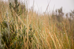 Wet Páramo grass with beads of moisture along the hiking trail to Volcán Pasochoa near Quito, Ecuador