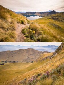 Wildflowers and Paramo scenery while hiking to the summit of Fuya Fuya near Otavalo, Ecuador