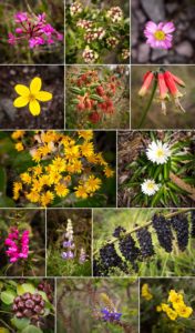 Many different flowers that lined the hiking route around the rim of Laguna Cuicocha near Otavalo, Ecuador