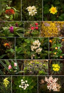 Various flowers on los Miradores hike in the Podocarpus National Park near Loja, Ecuador