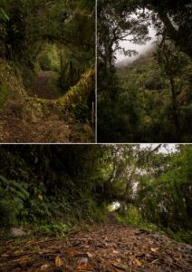 Views along the trail on Los Miradores hike in the Podocarpus National Park near Loja, Ecuador