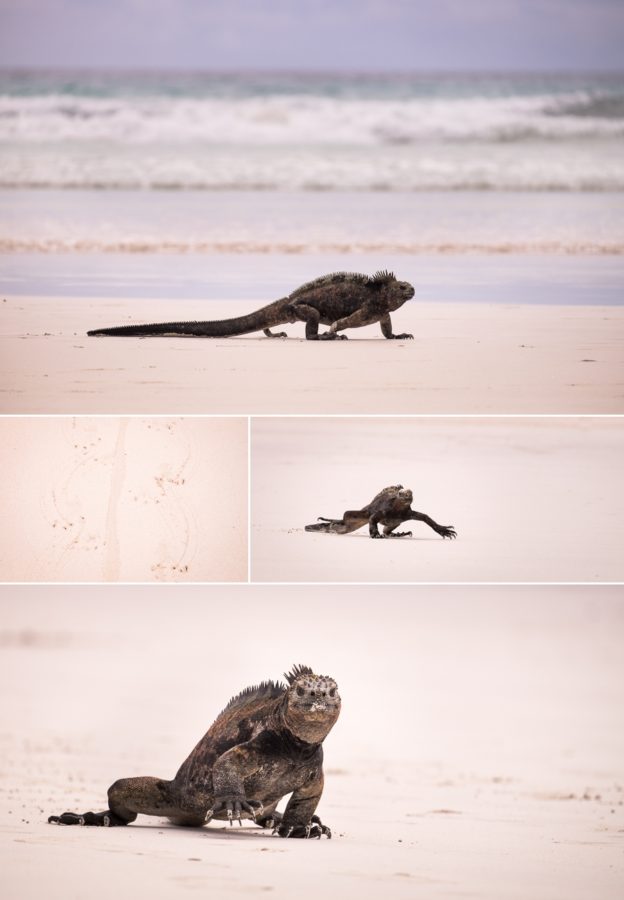 Galapagos Marine Iguana walking along the Tortuga Bay beach on Santa Cruz Island, Galapagos