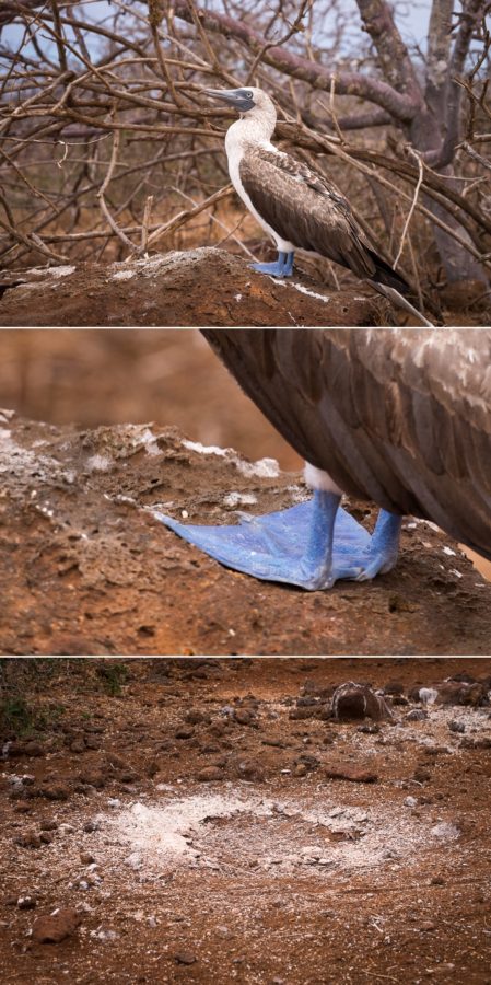 Blue feet of the blue-footed boobie and a nest, on North Seymour Island, Galapagos