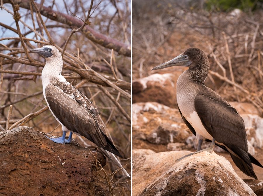 Adult and juvenile Blue-footed Boobies showing the difference between the two. North Seymour hike, Galapagos