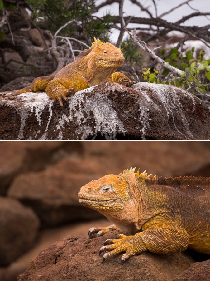 Male land iguana on the hike on North Seymour Island, Galapagos