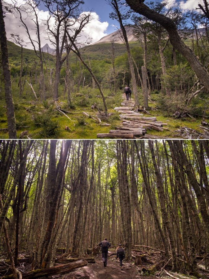 Hiking through the Lenga forest on the way to Laguna Encantada near Ushuaia, Argentina