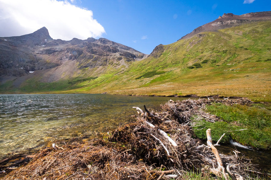 Beaver dam blocking Laguna Encantada near Ushuaia, Argentina