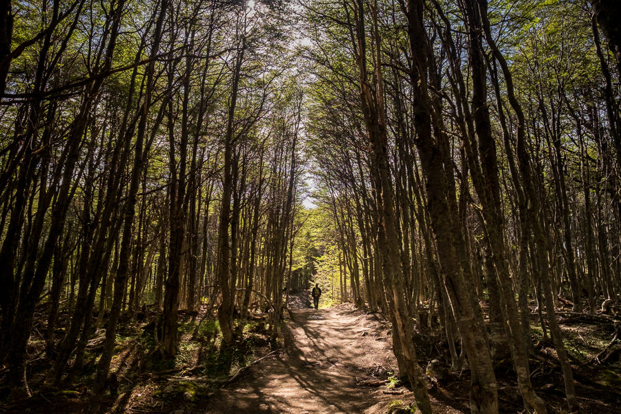 Lenga forest - Laguna Esmeralda near Ushuaia, Argentina