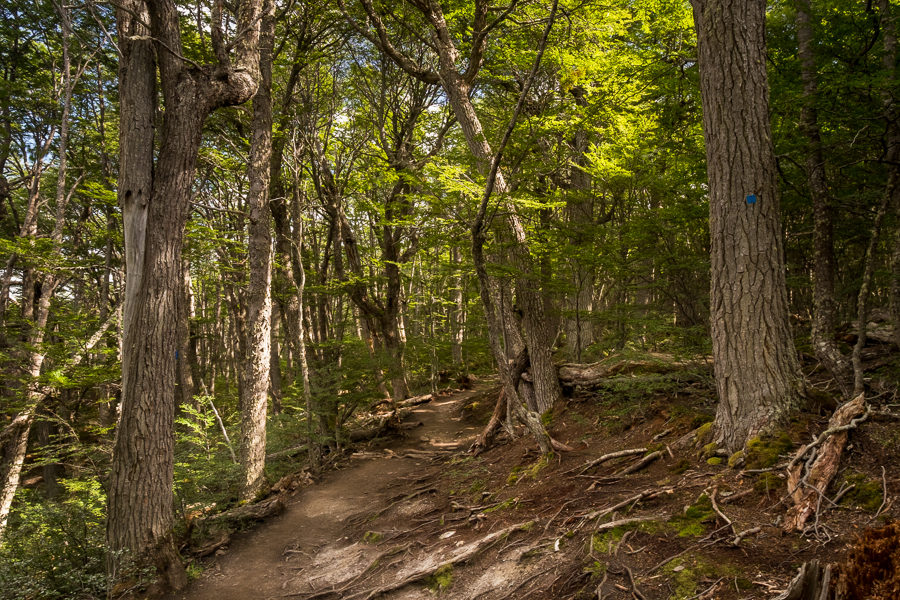 Primary forest - Laguna Esmeralda near Ushuaia, Argentina