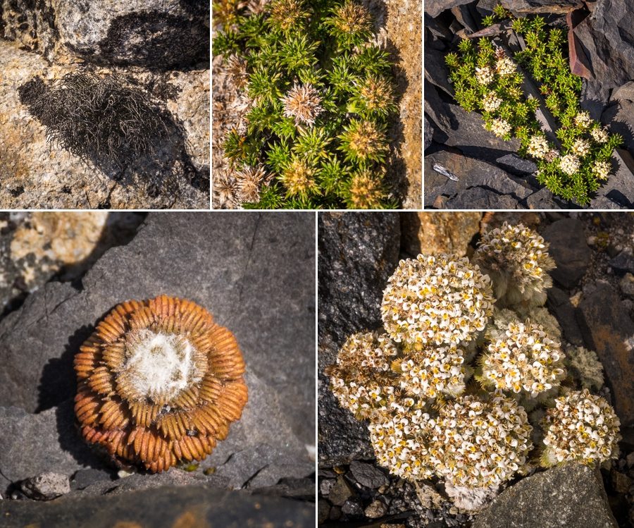 Vegetation - South Patagonia Icefield Expedition - Argentina