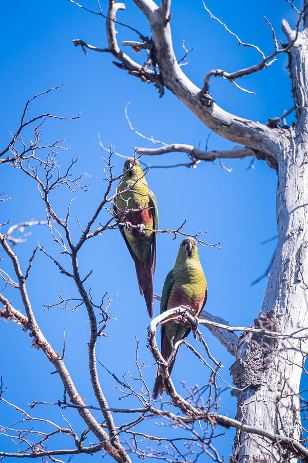 Parrots - El Chaltén - Argentina