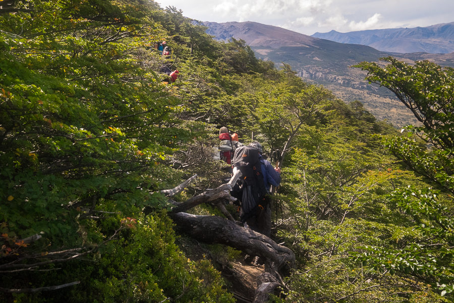 Battling the Lenga Forest - South Patagonia Icefield Expedition - Argentina