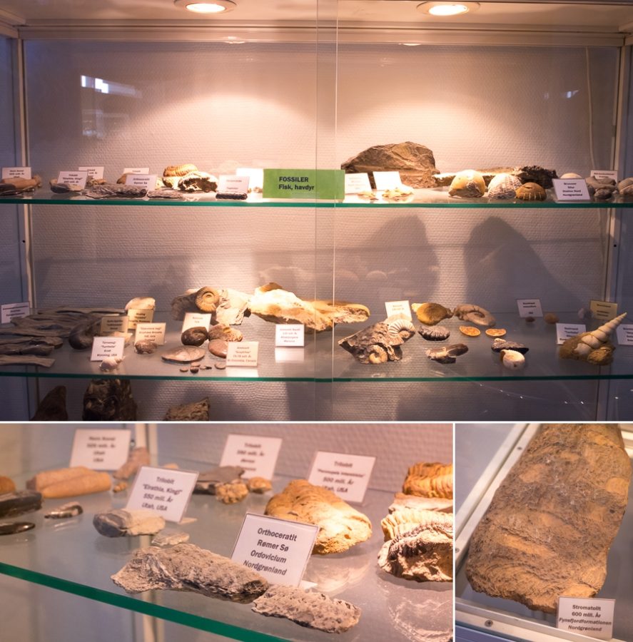 Display case of fossils at the rock and mineral collection in Sisimiut, West Greenland