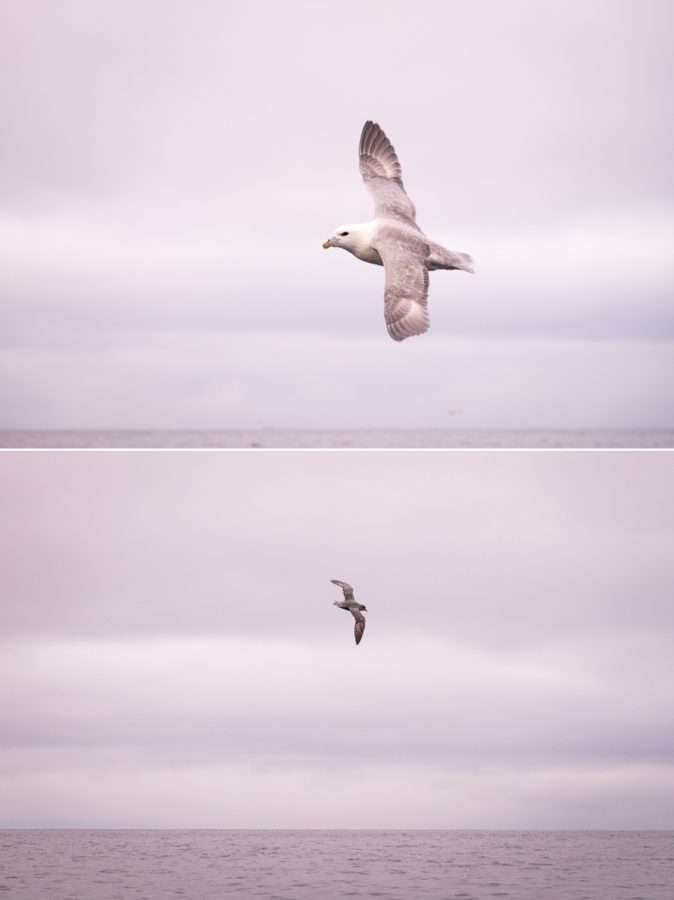 The two main types of sea birds we saw on the safari out of Sisimiut, West Greenland