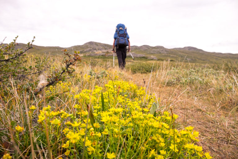 Hiker and flowers on the Arctic Circle Trail - West Greenland