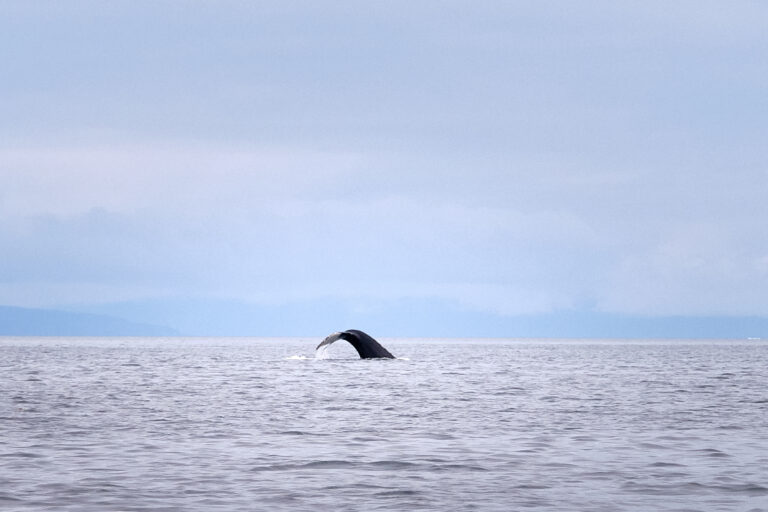 Whale tail on a whale watching trip near Aasiaat